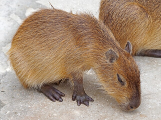 biggest mouse Capybara from South America