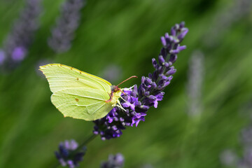 Papillon Citron