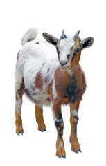 small beautiful goat on a white