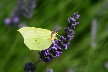 Papillon Citron