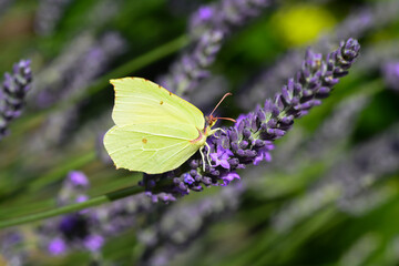 Papillon Citron