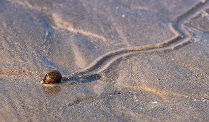 Snail path on the beach sand with reflecting water during sunset