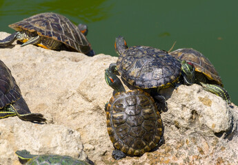 turtles basking and swimming in the sun