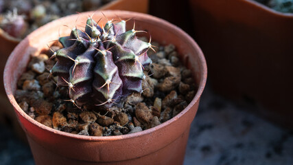 Variegated Gymnocalycium Mihanovichii cactus purple and green colour in the pot.