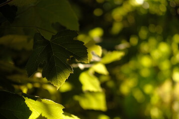 Leaves of green grapes, illuminated by the rays of the sun. Concept of play of light and shadow, selective focus and blur