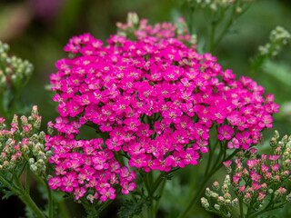 Pretty little pink flowers of Achillea millefolium or garden yarrow closeup