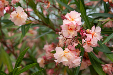 Fototapeta na wymiar Blooming pink rhododendron in a park. Flower background