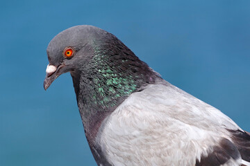 portrait of a beautiful pigeon on a blue