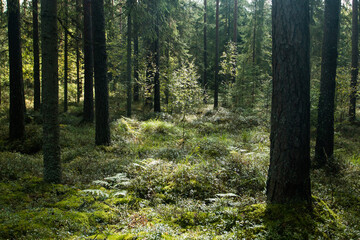 Beautiful summery lush boreal coniferous forest in Estonian nature, Northern Europe.	