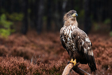 Large and majestic raptor White-tailed eagle, Haliaeetus albicilla perched on a branch in Estonian wild nature, Northern Europe.
