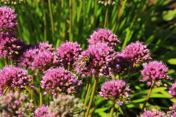 Worker Bee pollinating flowers