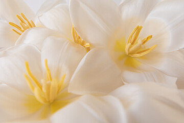 Tulipanes blancos en flor 