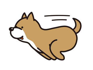 走る柴犬