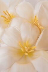 Tulipanes blancos en flor 
