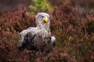 A portrait of large and majestic raptor White-tailed eagle, Haliaeetus albicilla on brownish heath in Estonian wild nature, Northern Europe.
