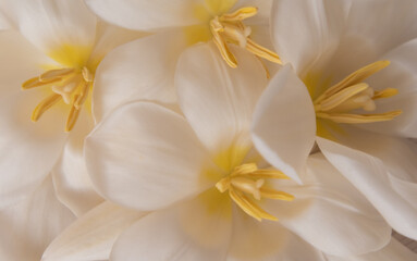 Obraz premium Tulipanes blancos en flor 