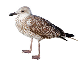 White and grey seagull