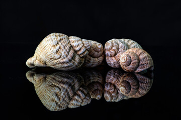 Sea shells as seen in reflection