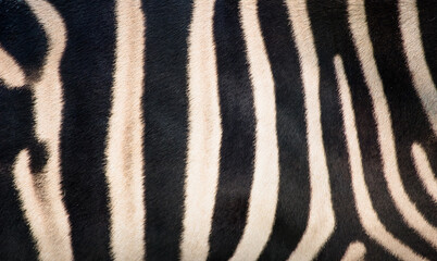 Close up de listras da zebra