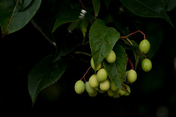 Plant with fruit that looks like grapes