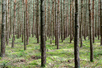 Obraz premium view of the endless conifer forests in Mueritz National Park in northern Germany