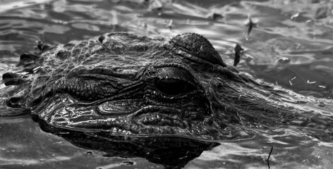 Alligator looking at you