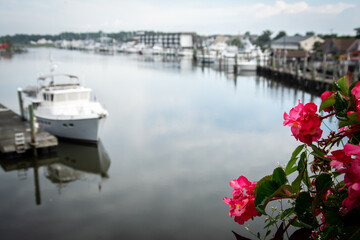 Flowers with soft focus canal water with boat in background, Lewes, DE
