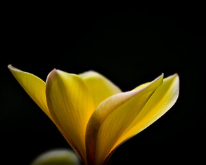 Yellow flower black backround