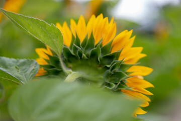  A closeup of the back of a sunflower in a field