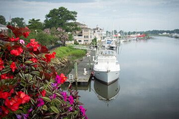 Flowers with soft Lewes, Delaware Canal in background © DanaDaglePhotography