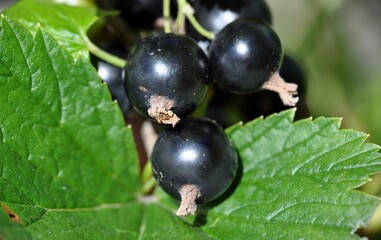 blackcurrant black currant (Ribes rubrum) summer sunny weather green background