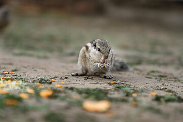 Indian palm squirrel or three-striped palm squirrel  eating chips
