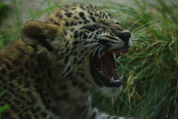 Angry Kitti