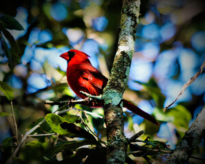 Cardinal on a branch