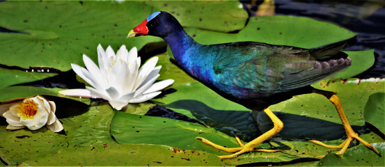 Colorul bird on lily pad 2