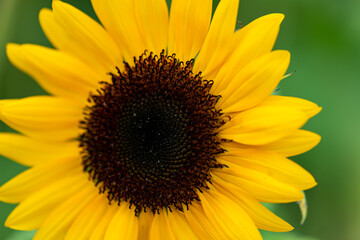 Fototapeta premium A closeup of a single, golden sunflower
