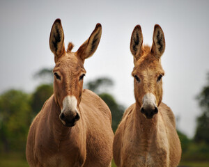 Twin Donkeys