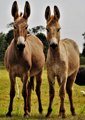 Obraz na płótnie Canvas two donkeys in the meadow