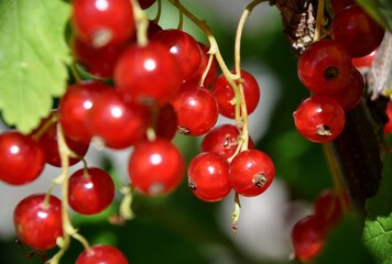 redcurrant red currant (Ribes rubrum) summer sunny weather green background