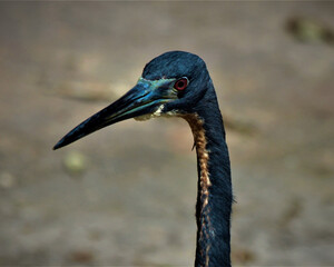 Blue heron blureed backround