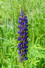 Purple wild Lupin Lupinus polyphyllus flowering on green meadow.