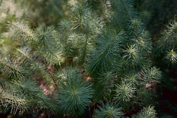 background green grass on meadows