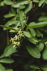 Dark green vertical background with leaves and fruits