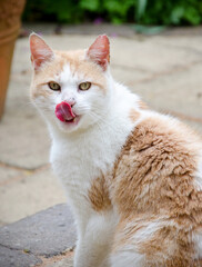 Ginger Tom Cat Sticking Out Tongue