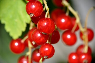 redcurrant red currant (Ribes rubrum) summer sunny weather green background