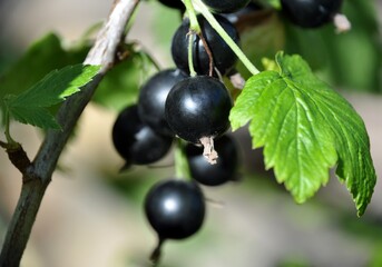 blackcurrant black currant (Ribes rubrum) summer sunny weather green background
