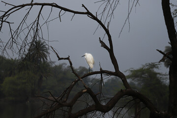 urasian spoonbills standing on a tree in Keoladeo Ghana National Park, Bharatpur, India.