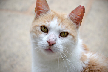 Ginger/Orange Tom Cat Outside Portrait
