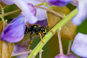  Gallische Feldwespe (Polistes dominula),  auf  den Blüten der Wisteria