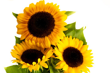A trio of golden yellow sunflowers against a white background